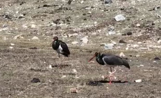 “鳥中大熊貓”黑鸛再次“打卡”青海祁連